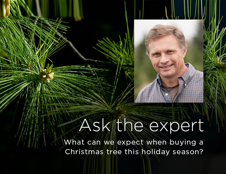 Ask the expert: What can we expect when buying a Christmas tree this holiday season?