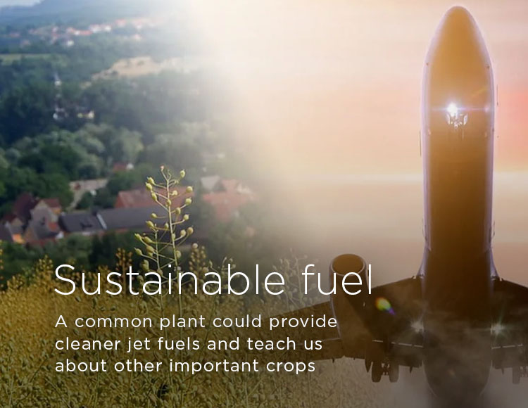 Sustainable fuel: A common plant could provide cleaner jet fuels and teach us about other important crops