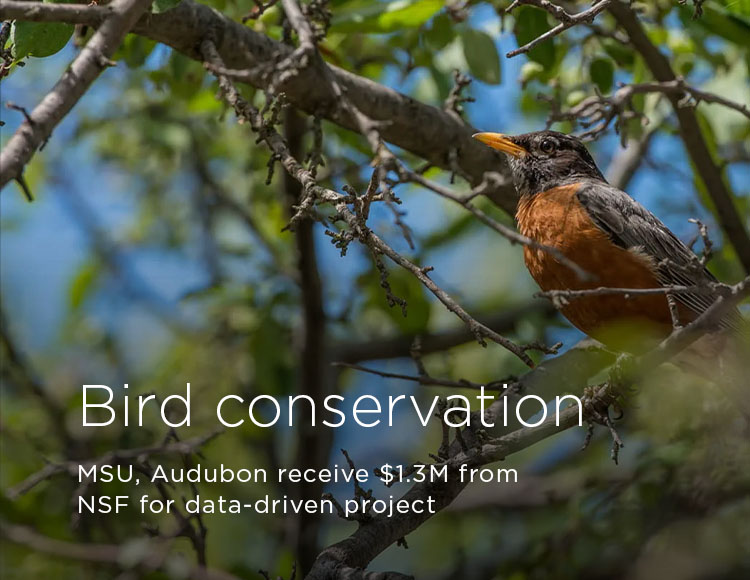 Bird conservation: MSU, Audubon receive $1.3M from NSF for data-driven project