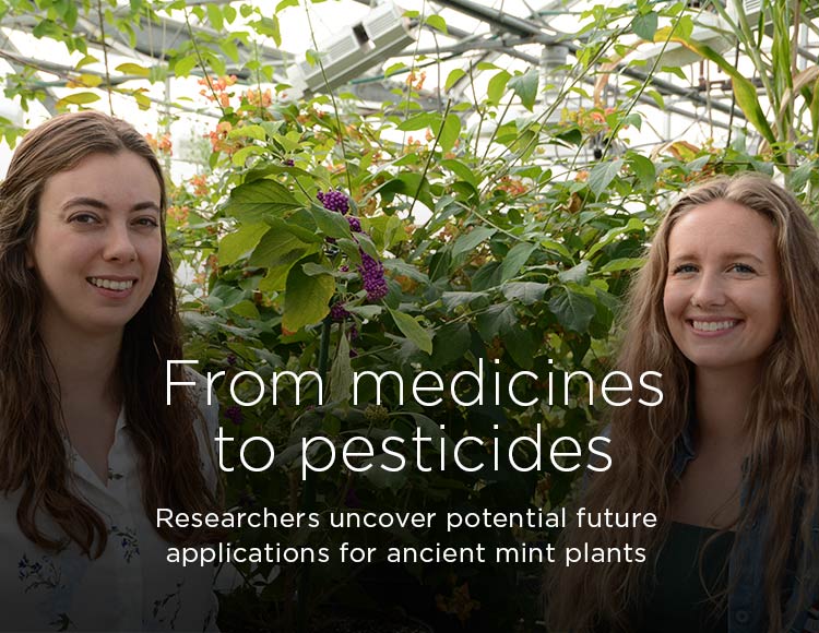 From medicines to pesticides: Researchers uncover potential future applications for ancient mint plants