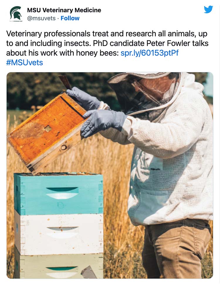 Veterinary professionals treat and research all animals, up to and including insects. PhD candidate Peter Fowler talks about his work with honey bees.