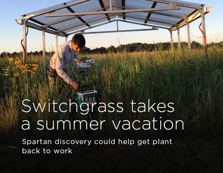 Switchgrass takes a summer vacation: Spartan discovery could help get plant back to work