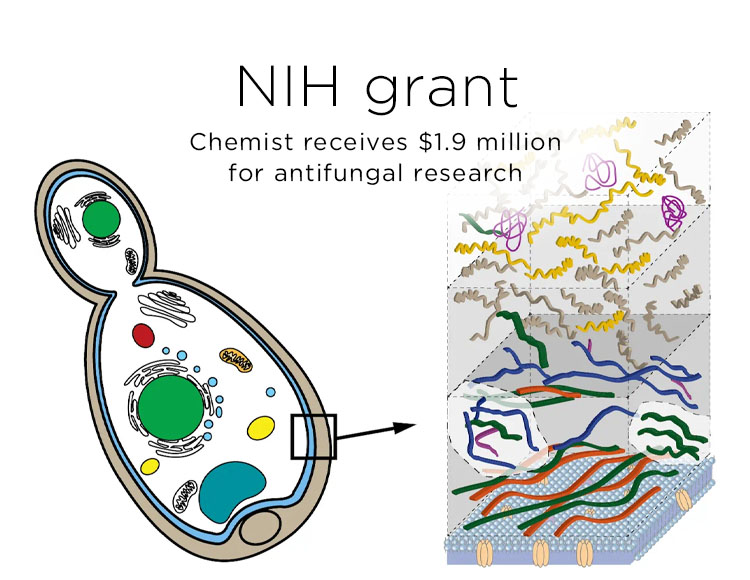 NIH grant: Chemist receives $1.9 million for antifungal research