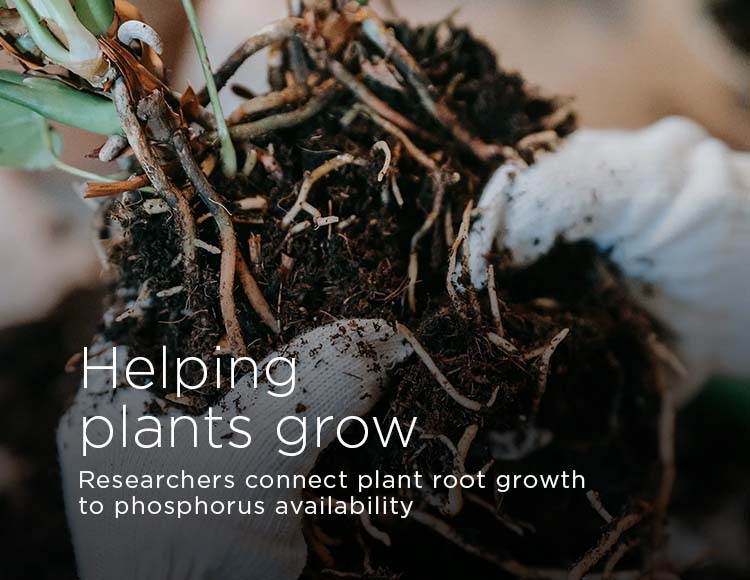 Helping plants grow: Researchers connect plant root growth to phosphorus availability