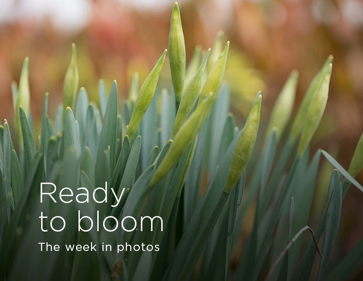 Ready to bloom: The week in photos