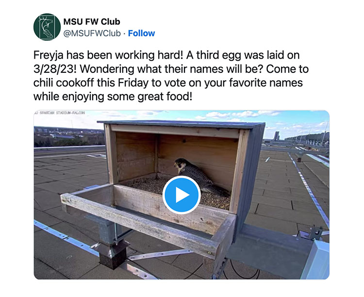 Freyja has been working hard! A third egg was laid on 3/28/23! Wondering what their names will be? Come to chili cookoff this Friday to vote on your favorite names while enjoying some great food!