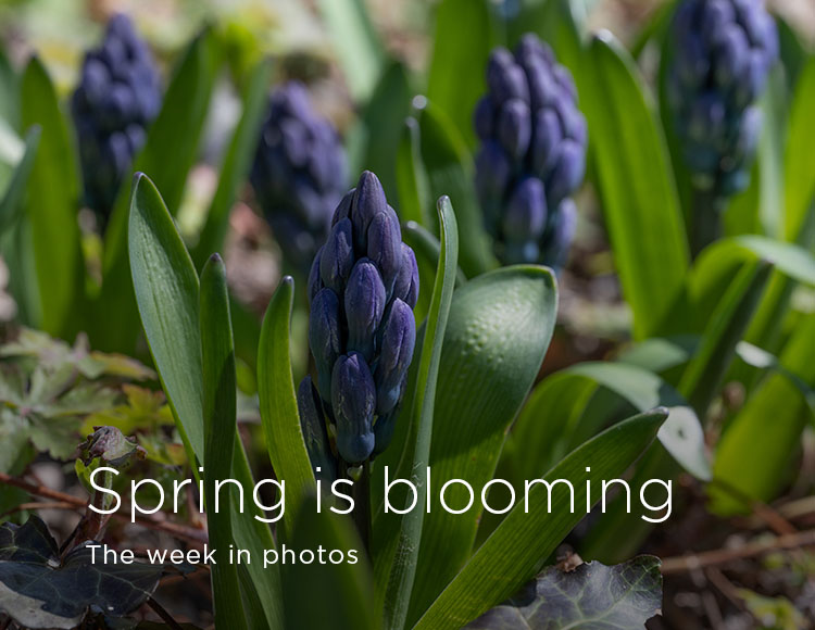 Spring is blooming: The week in photos