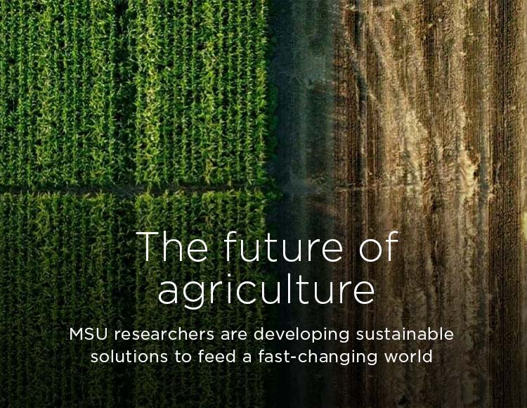 The future of agriculture: MSU researchers are developing sustainable solutions to feed a fast-changing world
