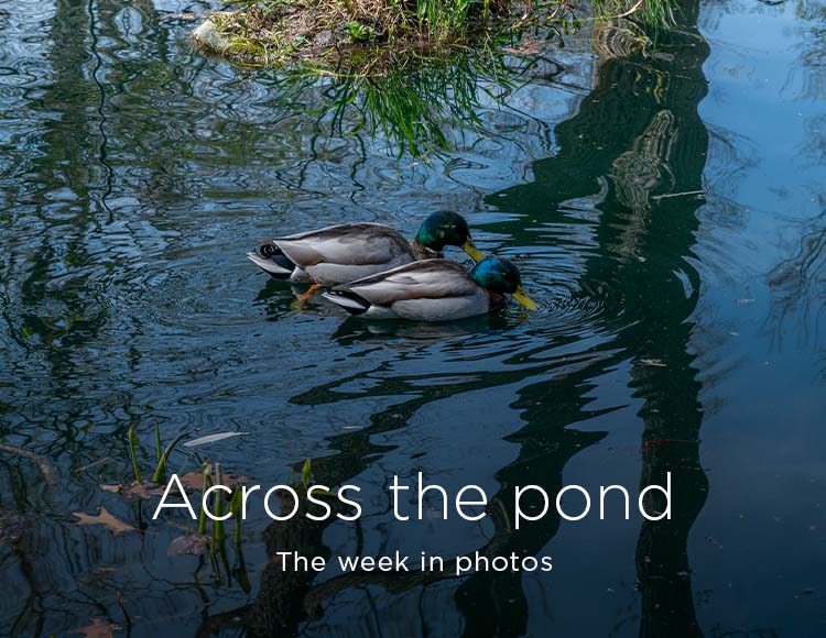 Across the pond: The week in photos