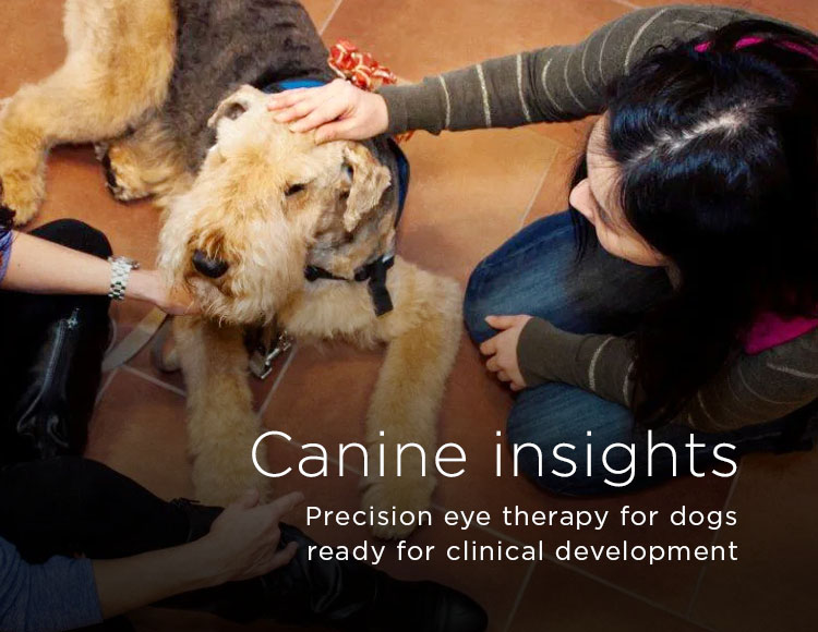 Canine insights: Precision eye therapy for dogs ready for clinical development