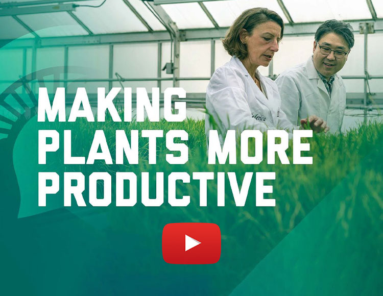 Making plants more productive