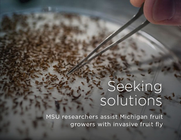 Seeking solutions: MSU researchers assist Michigan fruit growers with invasive fruit fly