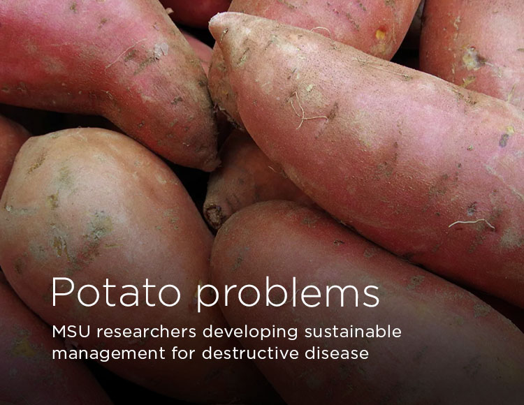Potato problems: MSU researchers developing sustainable management for destructive disease