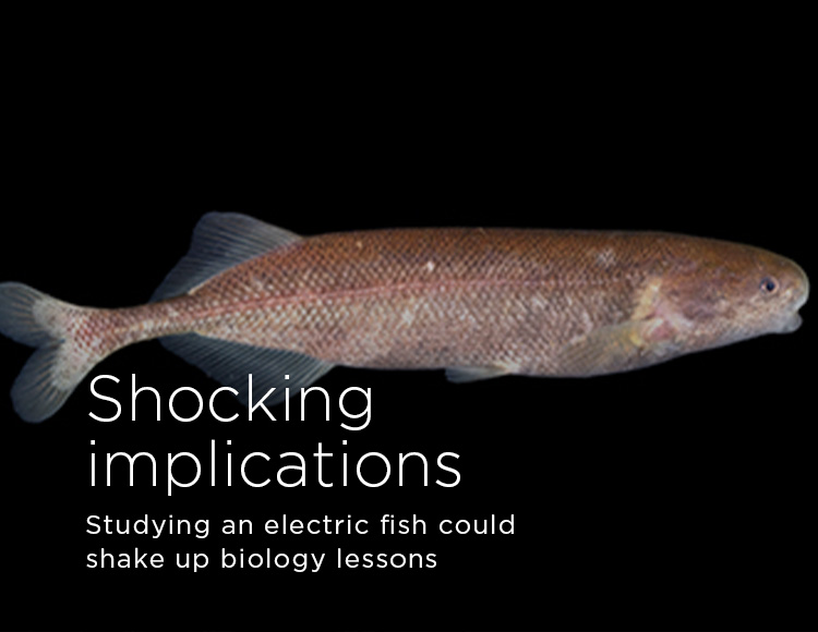 Shocking implications: Studying an electric fish could shake up biology lessons