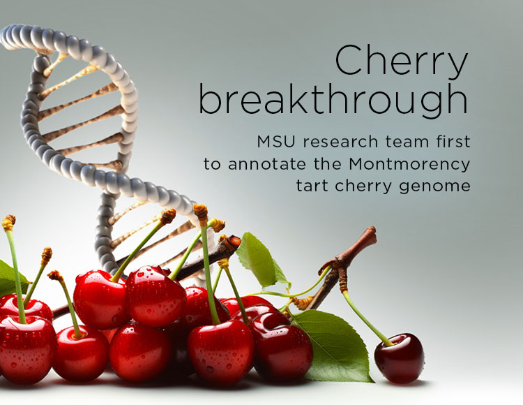 Cherry breakthrough: MSU research team first to annotate the Montmorency tart cherry genome