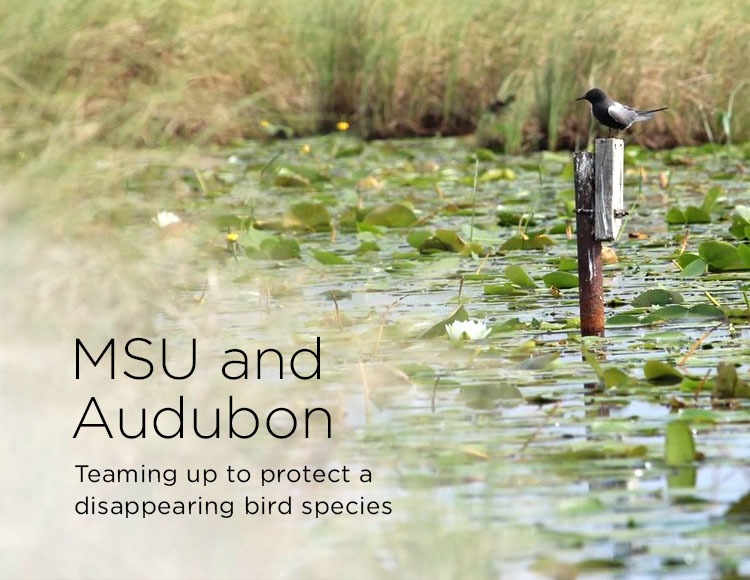MSU and Audubon: Teaming up to protect a disappearing bird species