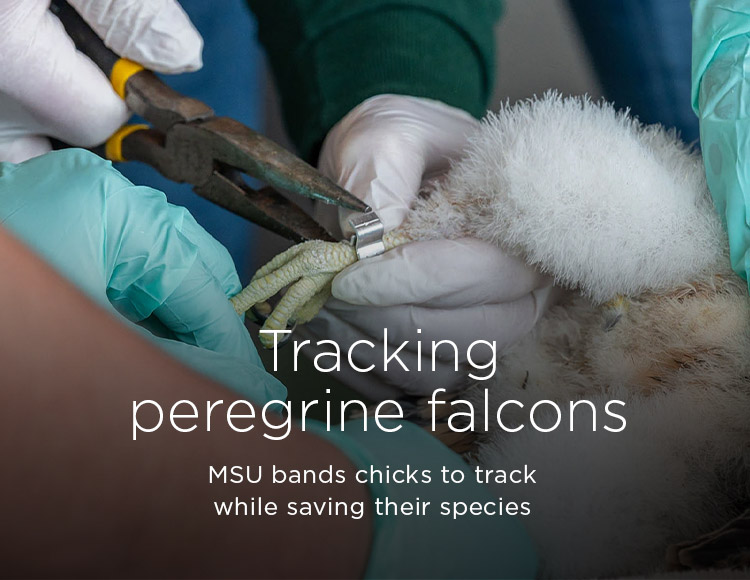 Tracking peregrine falcons: MSU bands chicks to track while saving their species