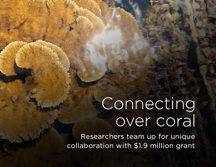 Connecting over coral: Researchers team up for unique collaboration with $1.9 million grant