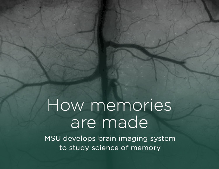 How memories are made: MSU develops brain imaging system to study science of memory
