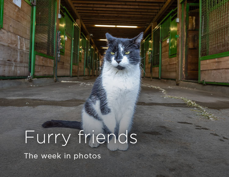 Furry friends: The week in photos