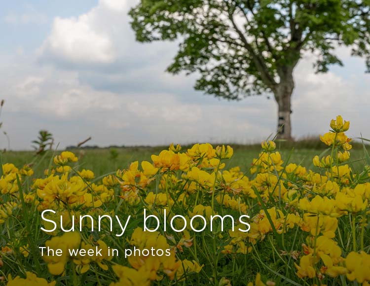 Sunny blooms: The week in photos