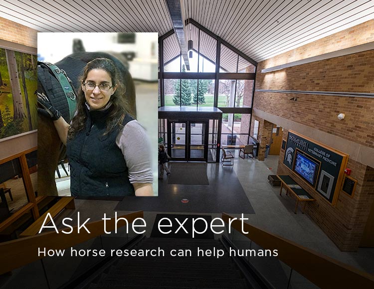 Ask the expert: How horse research can help humans