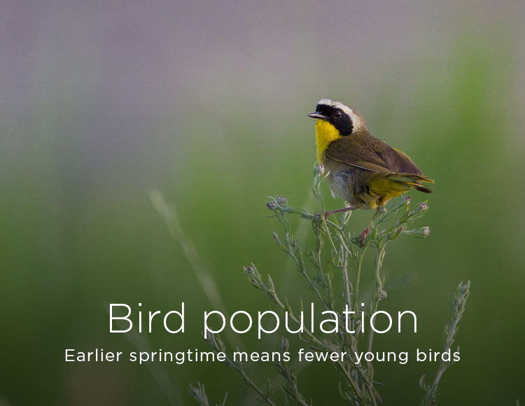 Bird population: Earlier springtime means fewer young birds