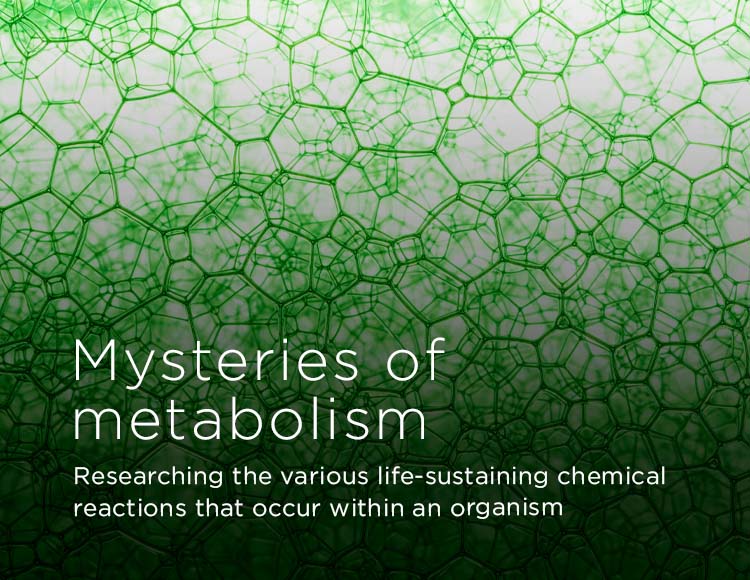 Mysteries of metabolism: Researching the various life-sustaining chemical reactions that occur within an organism 