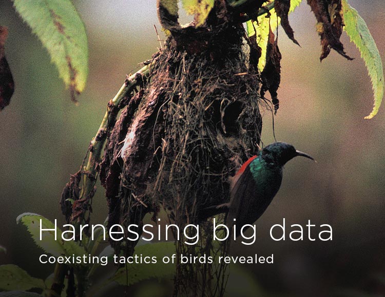 Harnessing big data: Coexisting tactics of birds revealed