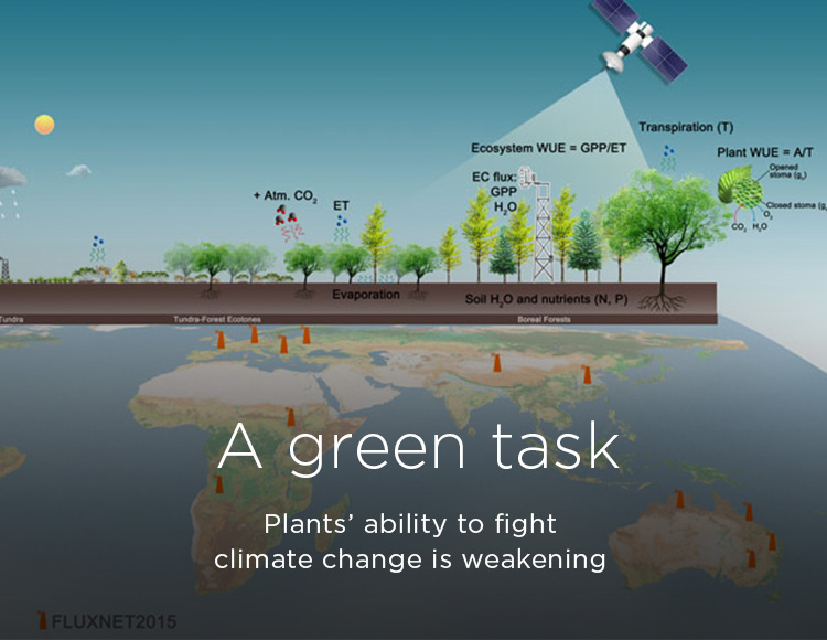 A green task: Plants’ ability to fight climate change is weakening