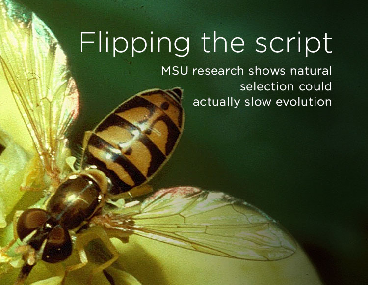 Flipping the script: MSU research shows natural selection could actually slow evolution