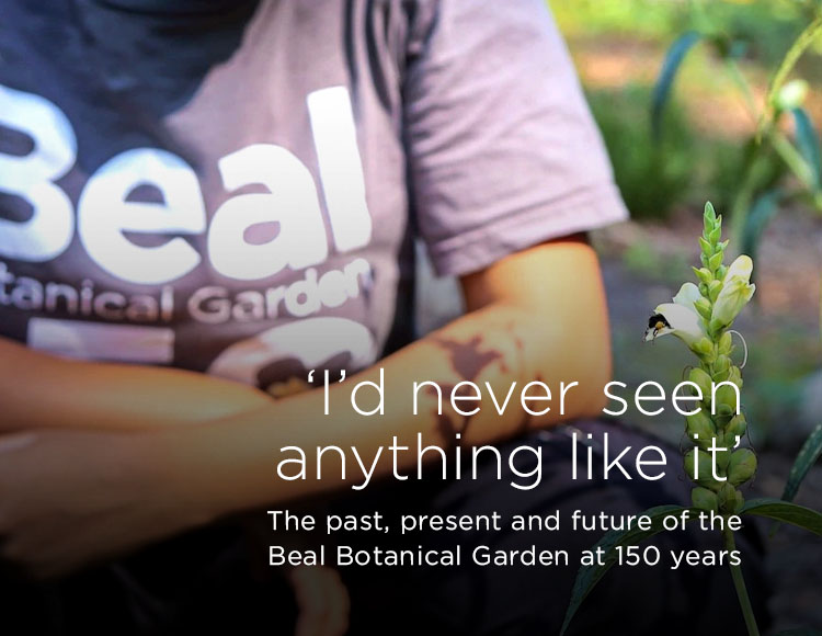 ‘I’d never seen anything like it’: The past, present and future of the Beal Botanical Garden at 150 years