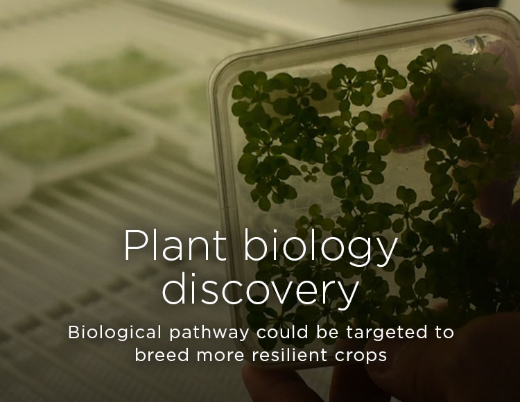 Plant biology discovery: Biological pathway could be targeted to breed more resilient crops