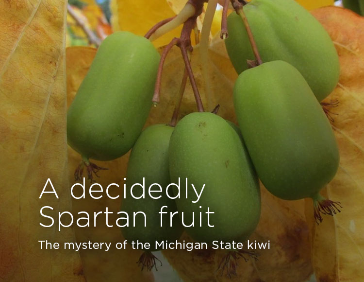 A decidedly Spartan fruit: The mystery of the Michigan State kiwi