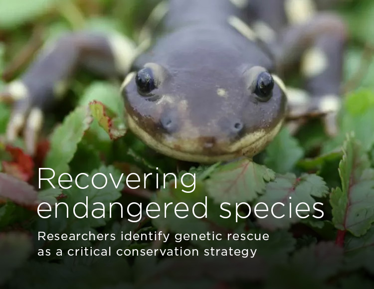 Recovering endangered species: Researchers identify genetic rescue as a critical conservation strategy