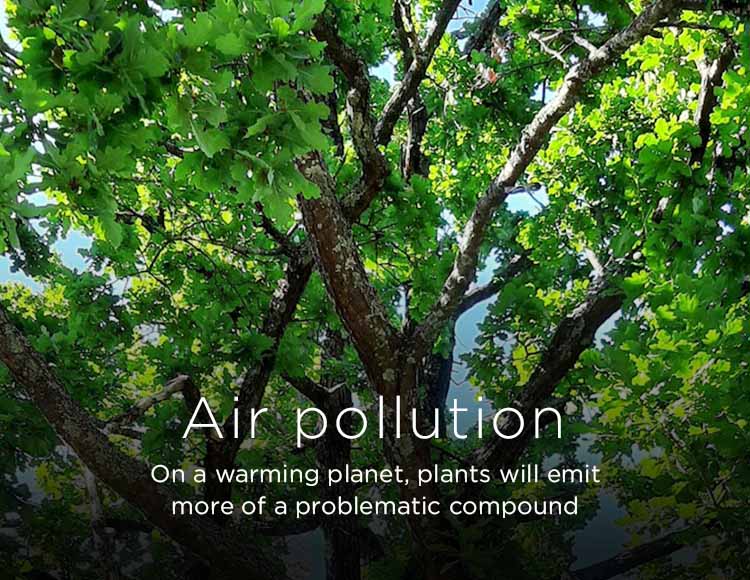 Air pollution: On a warming planet, plants will emit more of a problematic compound