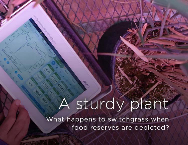 A sturdy plant: What happens to switchgrass when food reserves are depleted?