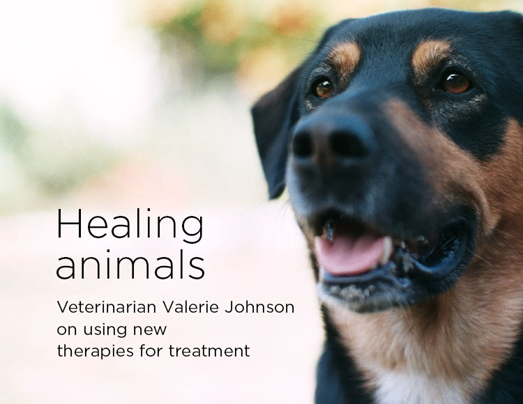 Healing animals: Veterinarian Valerie Johnson on using new therapies for treatment