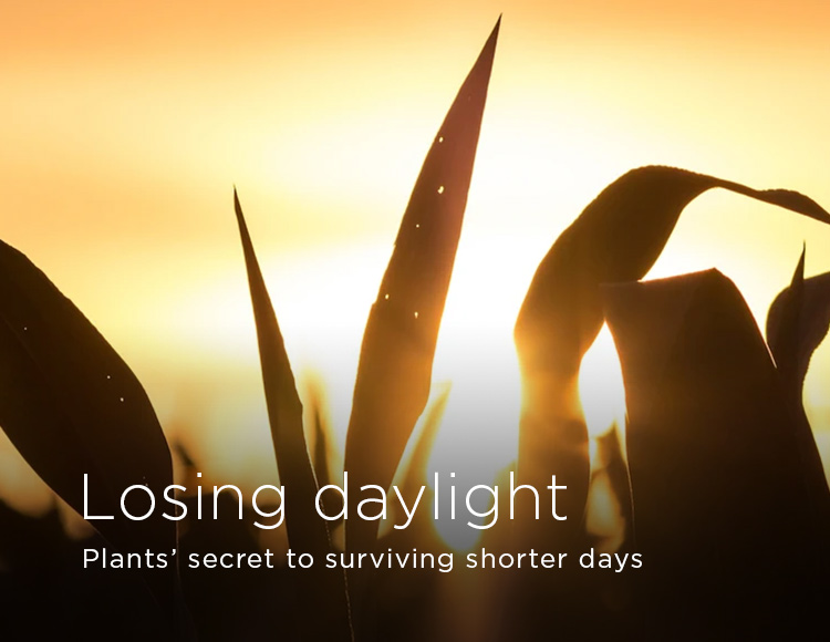 Losing daylight: Plants’ secret to surviving shorter days