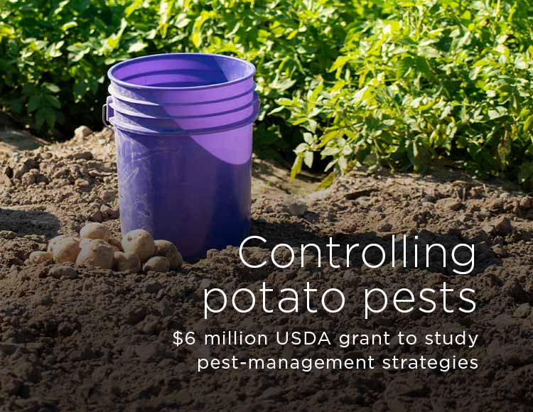 Controlling potato pests: $6 million USDA grant to study pest-management strategies