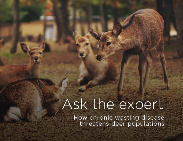 Ask the expert: How chronic wasting disease threatens deer populations