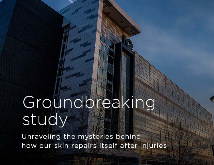 Groundbreaking study: Unraveling the mysteries behind how our skin repairs itself after injuries