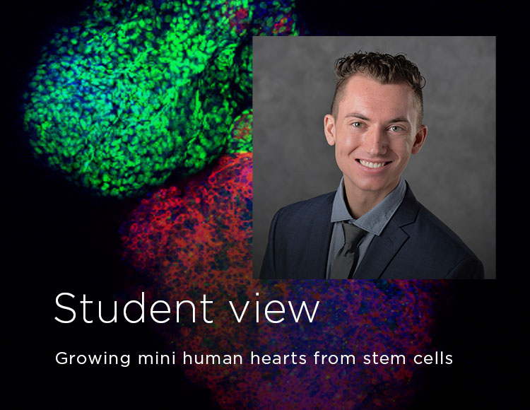 Student view: Growing mini human hearts from stem cells