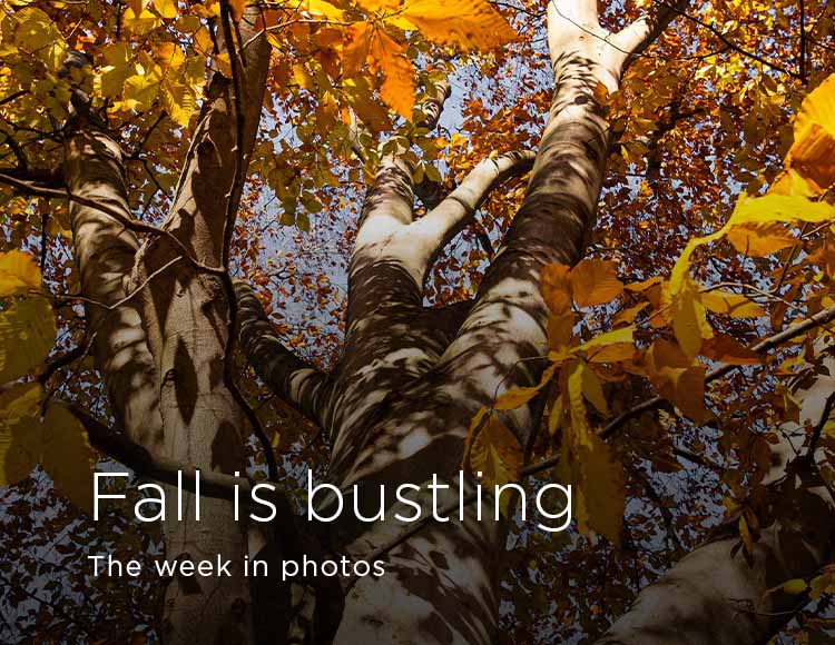 Fall is bustling: The week in photos