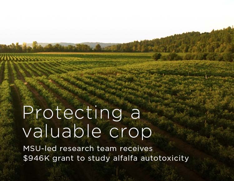 Protecting a valuable crop: MSU-led research team receives $946k grant to study alfalfa autotoxicity