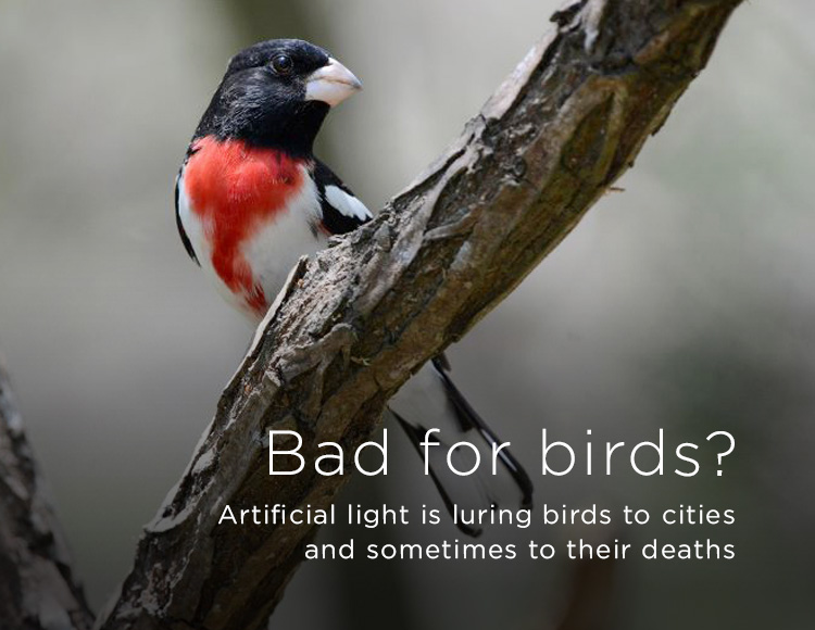 Bad for birds? Artificial light is luring birds to cities and sometimes to their deaths