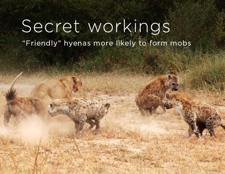 Secret workings: “Friendly hyenas” more likely to form mobs