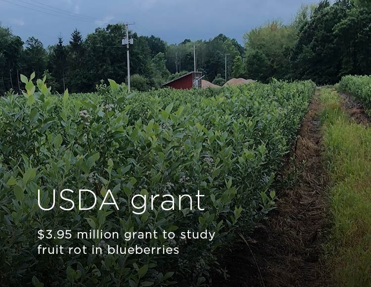 USDA grant: $3.95 million grant to study fruit rot in blueberries