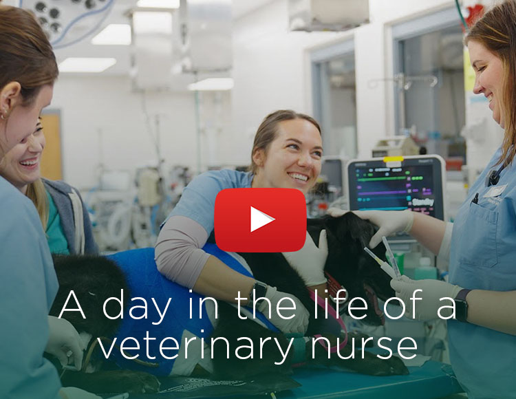 A day in the life of a veterinary nurse