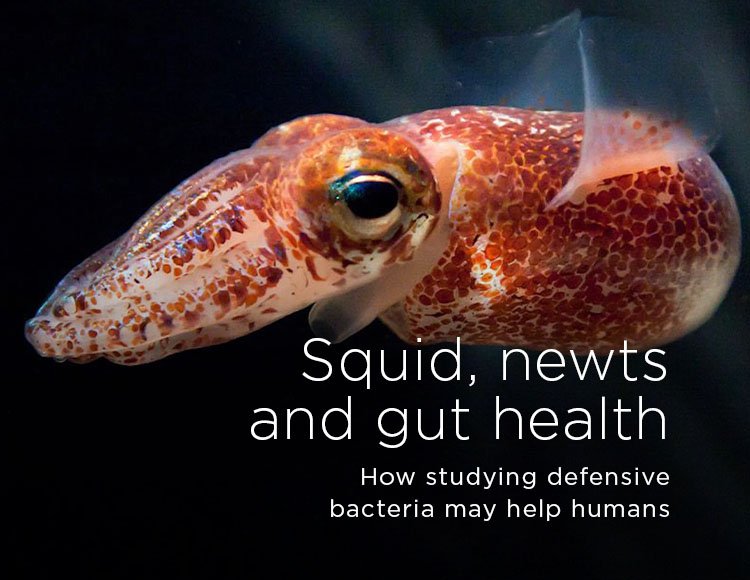 Squid, newts and gut health: How studying defensive bacteria may help humans